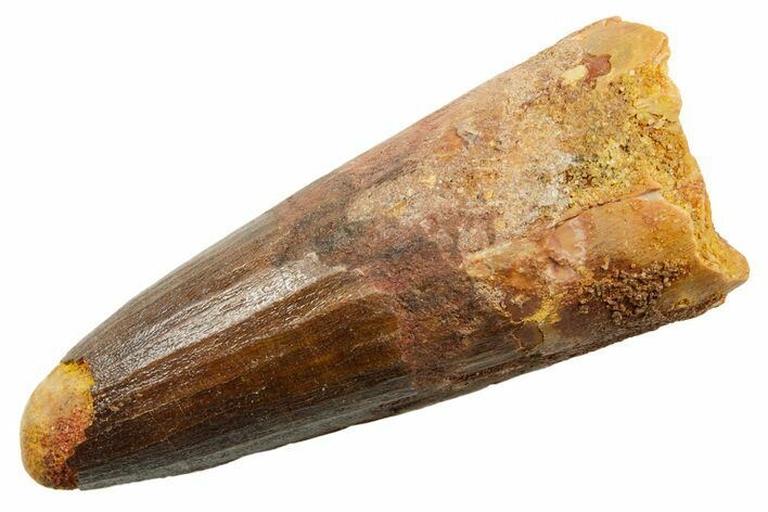 Fossil Spinosaurus Tooth - Robust Tooth #362837